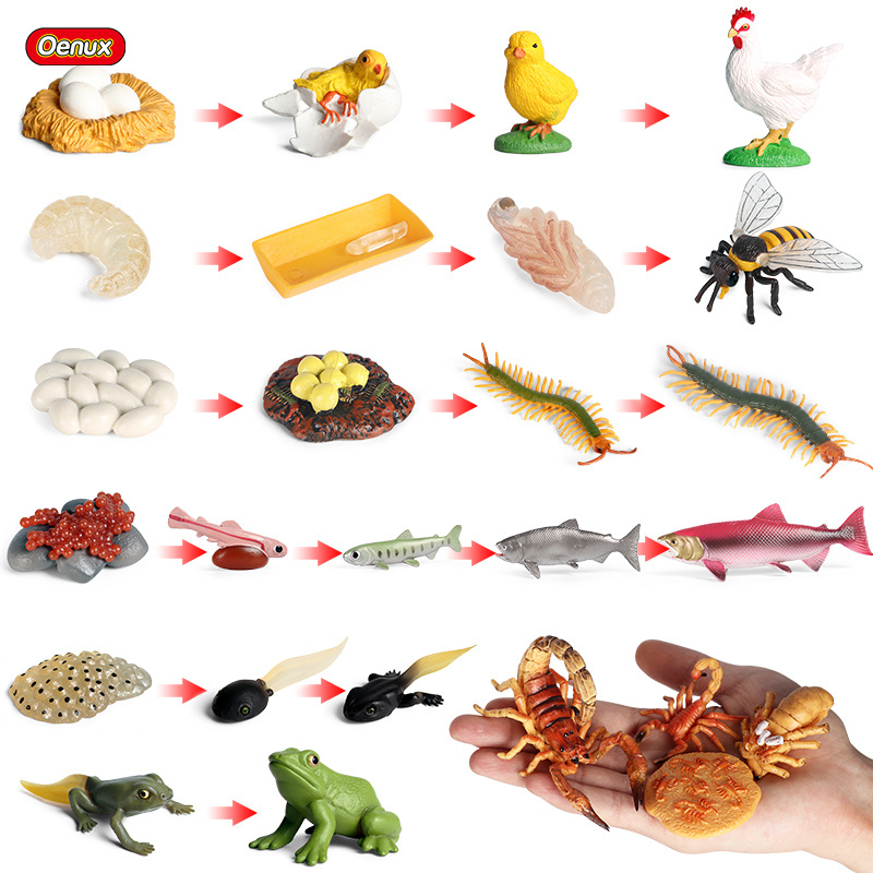 Baby Products Pictures - Oenux Cycle de croissance de vie