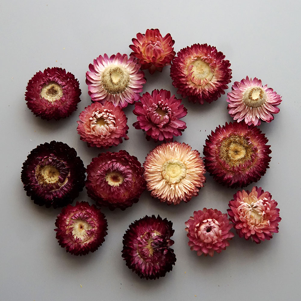 Couronne de chrysanthème color - Baby Products Dropshipping avis et prix